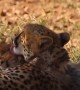 Cheetah Mom Tenderly Grooms Her Tiny Cubs