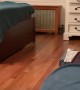 Cat Slips and Falls During Zoomies