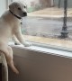 Lab Puppy Perches On Armchair In Window