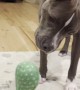 Cactus Toy Unleashes Pittie's Inner Howl