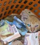 Cat Cuddles in Basket Full of Cash