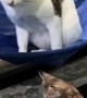 Kitten Rocks Cat To Sleep In Hammock