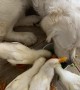 Ducklings Share Peas With Golden Retriever