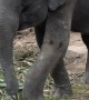 Elephant Reminds Woman Of Its Strength
