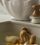 Duckling's First Swim With Homemade Splint