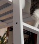 Recovering Three Legged Cat Climbs Bed Ladder After Surgery