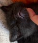 Sweet Tiny Cat Sleeps To Gentle Pets