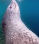Leopard Seal Bears Teeth At Divers