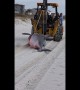 14-Foot Pregnant Great White Shark Washes Up On Florida Beach