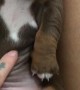 Petting A Sausage Puppy Tummy