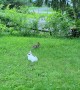 Pet Rabbit Meets Wild Rabbit