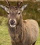 Hand-Feeding a Wild Deer in the Scottish Highlands