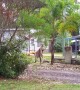 Kangaroos Tussle in the Front Yard