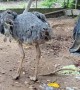 Ostrich Lays an Egg Which Promptly Breaks