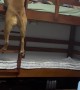 Dog Climbs Onto Top Bunk To Be With His Favorite Human