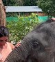 Elephant Calf Hugs the Belly of a  Pregnant Woman