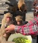 Man Feeds Monkeys a Bucket Full of Grapes