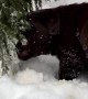 Labrador Puppies Meet Snow for the First Time
