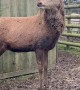 Red Deer Stag In His Emo Era