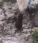 Dog Dunks Face In Mud