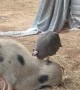Guinea Fowl Acts as Hair Stylist for Mini Pig