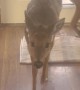 Deer Follows Dogs Inside