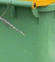 Giant Stick Insect On Wheelie Bin