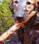 Hiking Golden Retriever Finds Mud Puddle