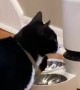 Cats Hack Automatic Feeder