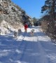 Dog Sledding in Dayton Wyoming