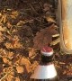 Skillfully Opening A Beer With A Chainsaw