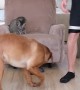 Dog Pulls Cat In Basket