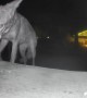 Coyote Steals Ring Camera