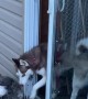 Husky Opens Door By Herself