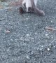 Fluffy Neighborhood Cat Follows a Mouse Across the Street