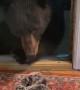 Black Bear Looks Both Ways Before Taking Snow Boot
