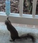 Squirrel Drinks From Porch-Mounted Bottle