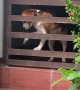 Beagle Puppy's Escape Attempt Fails