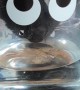 Cat Drinks From Googly Eye Glass