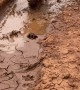 Dog Dives Straight Into Mud