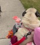 Strolling Pug Finishes Walk On Lap