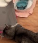 Impatient Cat Breaks His Robot Feeder