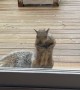 Persistent Squirrel Asks For Treats