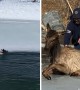 Elk rescued from frozen pond