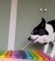 Pup Plays Percussion