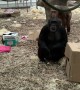 Chimps React to Man's Prosthetic Leg