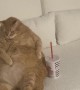 Fat Cat Lounges On Couch With Soda
