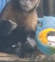 Monkey Feeds Macaw Parrot