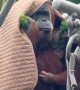 Orangutans Shelter From Rainstorm