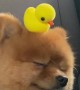 Adorable Puppy Rides With Toy Duckling On Its Head